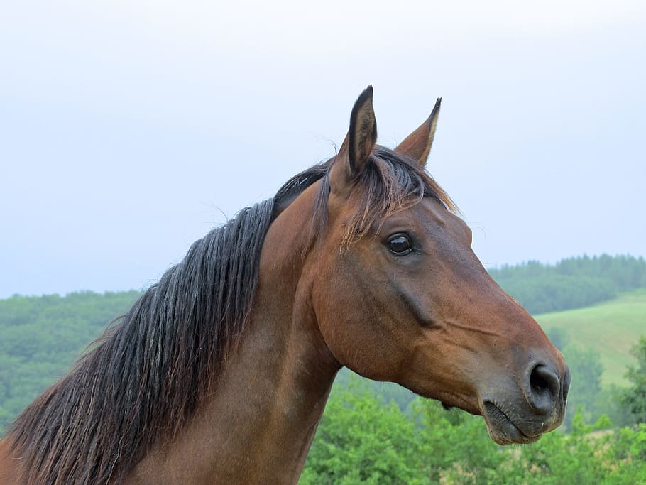 Horse prepared for an international journey